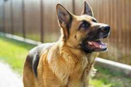 dogs.about.com Cioata
