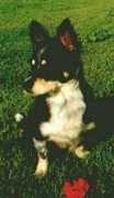 oscardog.it Cioby
