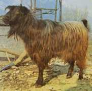 agraria.org Ciociaro