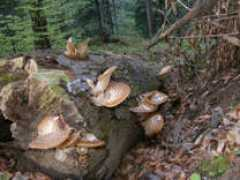rogersmushrooms.com Ciortan