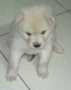 Ciput