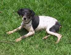 adoptaunamigo.org Cirita