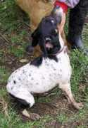 adoptaunamigo.org Cirita