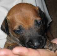 rhodesian-ridgeback.dk Cirkeline