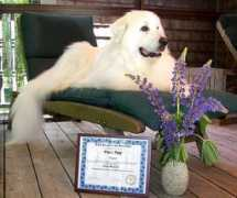 thornhillpyrs.com Cirra