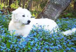 thornhillpyrs.com Cirra