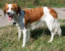 tremmens-kooikerhondje.de Cirtap
