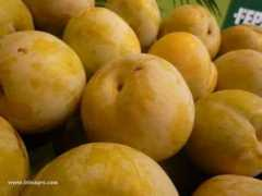 infoagro.com Ciruela