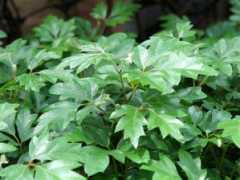 botanic.jp Cisell