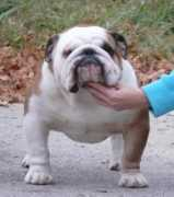 bulldogpedigree.com Ciseron