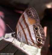 Cissia