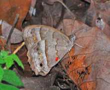Cissia