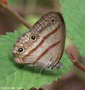 Cissia