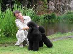 poodles-in-scandinavia.com Cisso