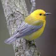 wn.com Citrea