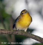 alfredo.colon.oiseaux.net Citrea