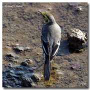 oiseaux.net Citrine