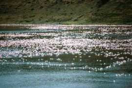 etiopiamagica.it Cittu