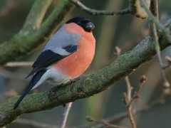 birdingitalynet.blog.tiscali.it Ciuffolotti