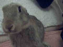 protty.it Cive