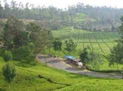 panoramio.com Ciwidey