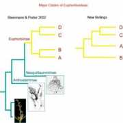 euphorbiaceae.org Clades