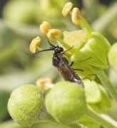 galerie-insecte.org Cladius