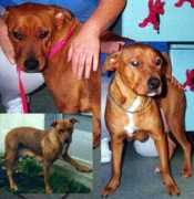 dogsonly.org Clairem