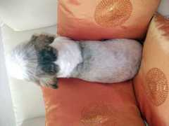 shihtzu.free.fr Clairotte