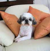 shihtzu.free.fr Clairotte