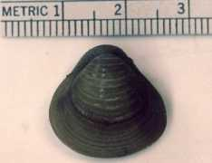 esd.ornl.gov Clams