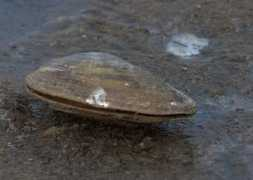 panoramio.com Clappy