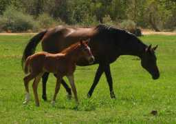 lonetreefarm.net Clareen