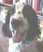 lairdlind.com Clarence
