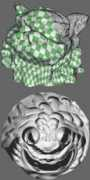 multires.caltech.edu Clarenz