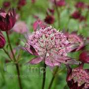 findmeplants.co.uk Claret