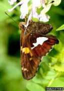 butterfly.ucdavis.edu Clarus