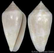 gastropods.com Clarus