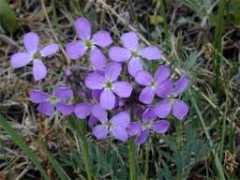 nature.zabspu.ru Clausia