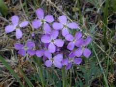 nature.chita.ru Clausia
