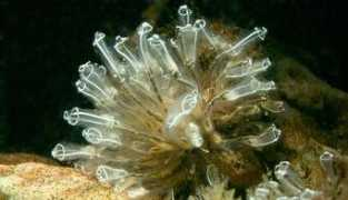 biodiversityexplorer.org Clavelina
