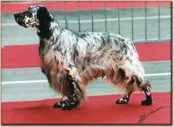 canitalia.it Clayr