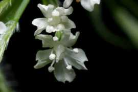 polyploid.net Clayt