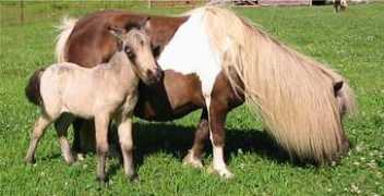 sugarrockfarm.com Clayten