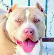 certifiedpitbulls.com Cleann