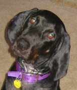 coonhoundrescue.com Cleitus