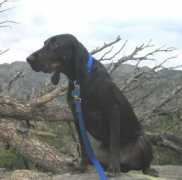 coonhoundrescue.com Cleitus