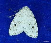 bugguide.net Clemensia