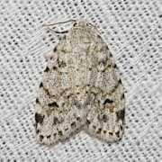 bugguide.net Clemensia
