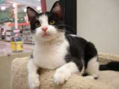purrfectcats.org Clementine